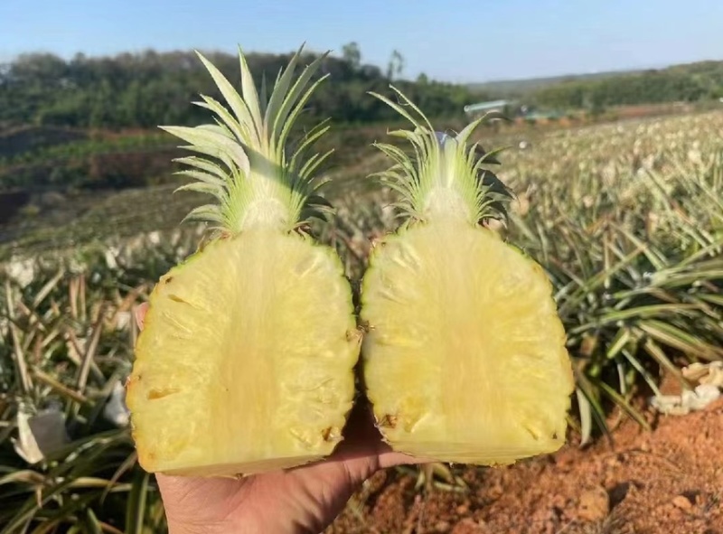 海南金砖凤梨,手撕凤梨，对接社区团购，市场批发。