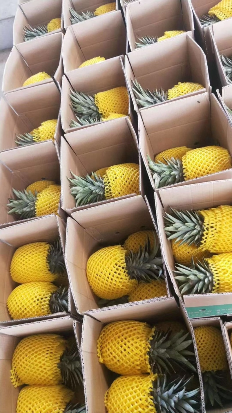 海南金砖凤梨,手撕凤梨，对接社区团购，市场批发。
