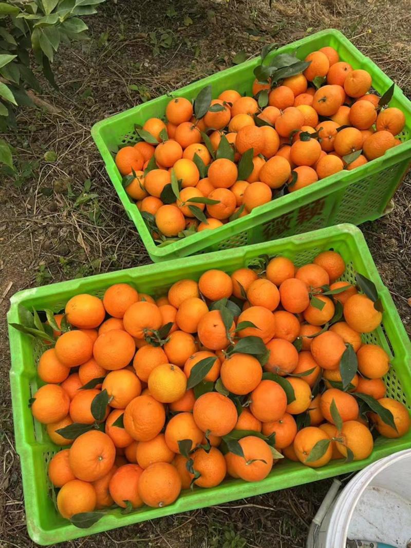 沃柑橘子货源充足大量上市产地发货长期供应