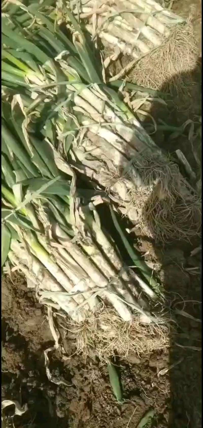优质钢葱，质优量大，有不同规格价格格满足客户需求，欢迎下