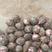山东8520毛芋头种子，豆包，品种齐全，一手货源保质保量