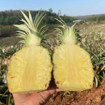 海南金砖凤梨,手撕凤梨，对接社区团购，市场批发。