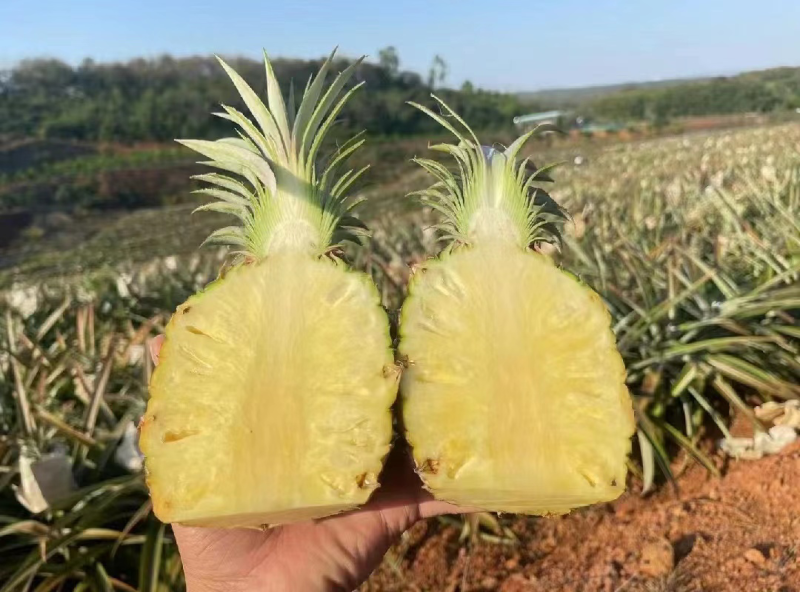 海南金砖凤梨,手撕凤梨，对接社区团购，市场批发。