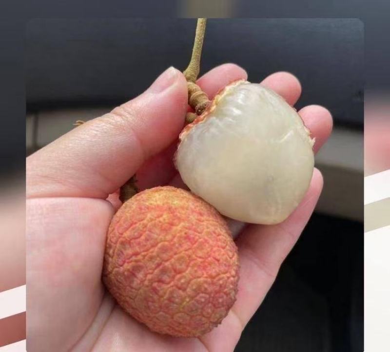 荔枝，妃子笑，桂花香，白糖罂，供应社区团购，市场批发