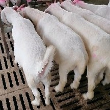 育肥羊羔30~50斤/头,肉羊羊羔,长势快,包成活