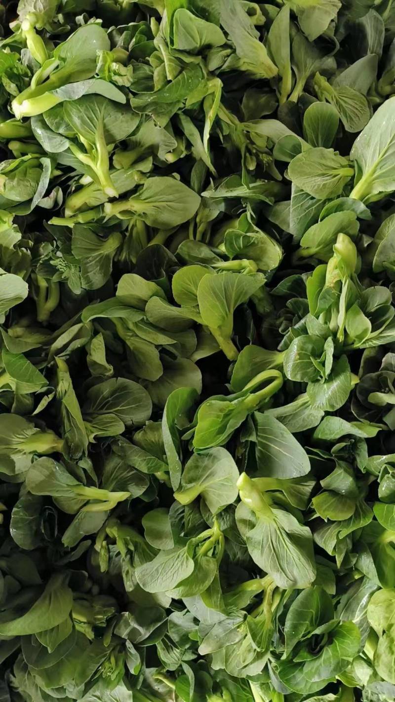 【精品】东台青菜苔新鲜霜冻青菜苔苏州青菜苔产地货源