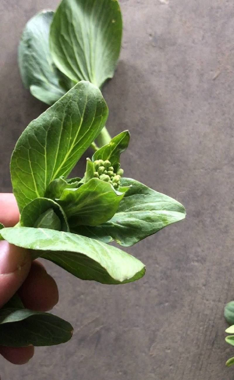 【精品】东台青菜苔新鲜霜冻青菜苔苏州青菜苔产地货源