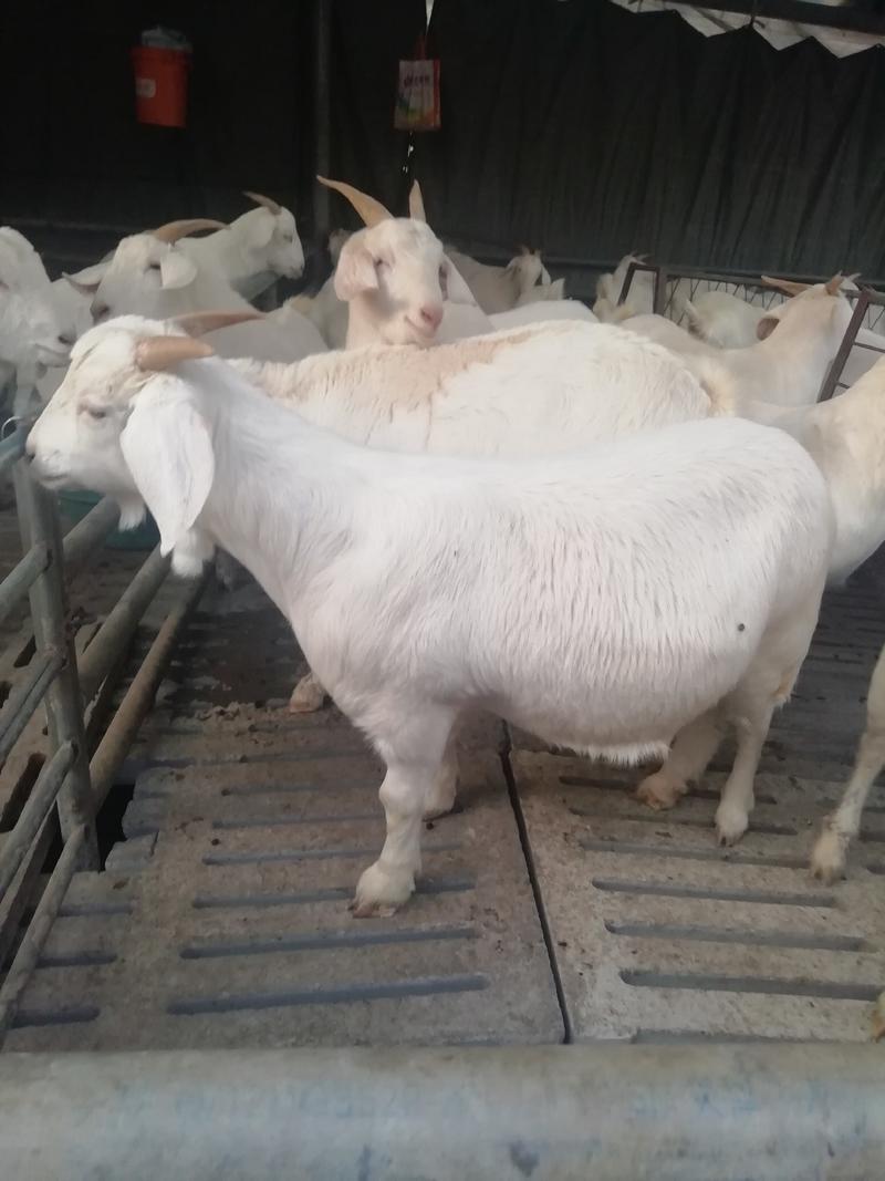 大型牛羊养殖场出售一批美国大白山羊种羊，头胎怀孕羊，包送