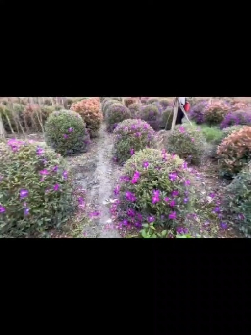 巴西野牡丹球批发成都野牡丹种植基地紫牡丹价格