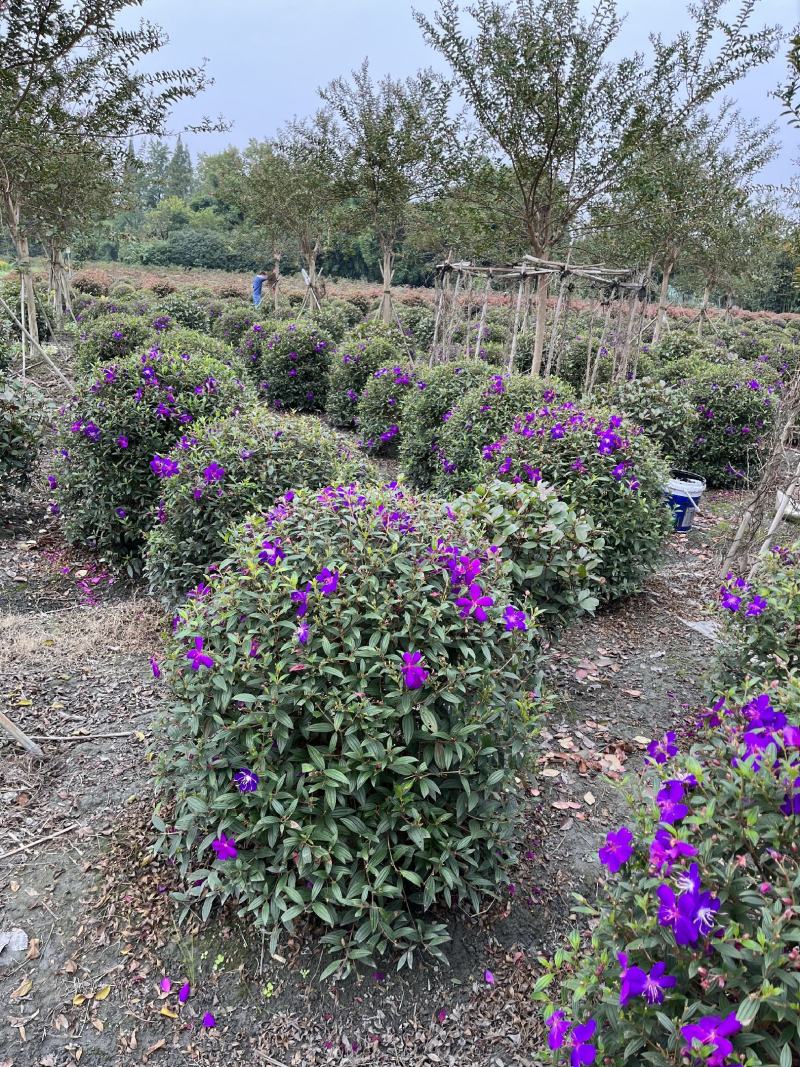 巴西野牡丹球批发成都野牡丹种植基地紫牡丹价格