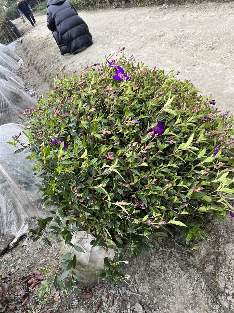 巴西野牡丹球批发成都野牡丹种植基地紫牡丹价格