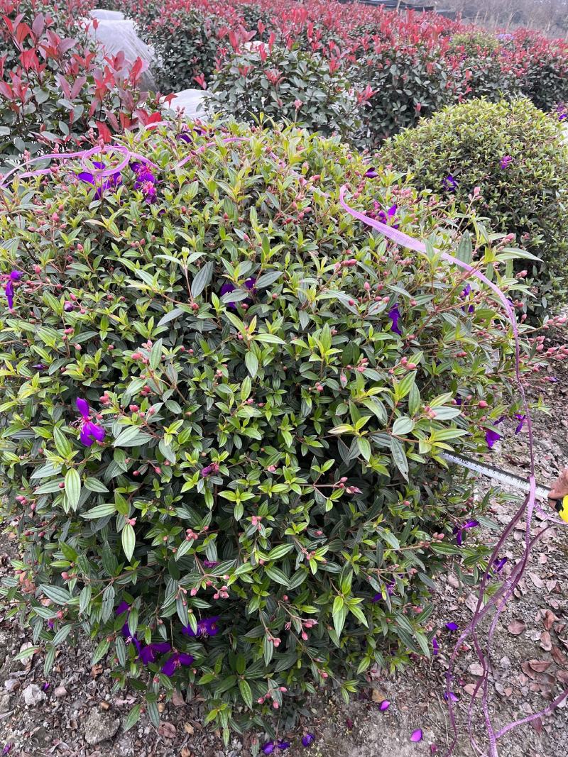 巴西野牡丹球批发成都野牡丹种植基地紫牡丹价格