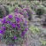 巴西野牡丹球批发成都野牡丹种植基地紫牡丹价格