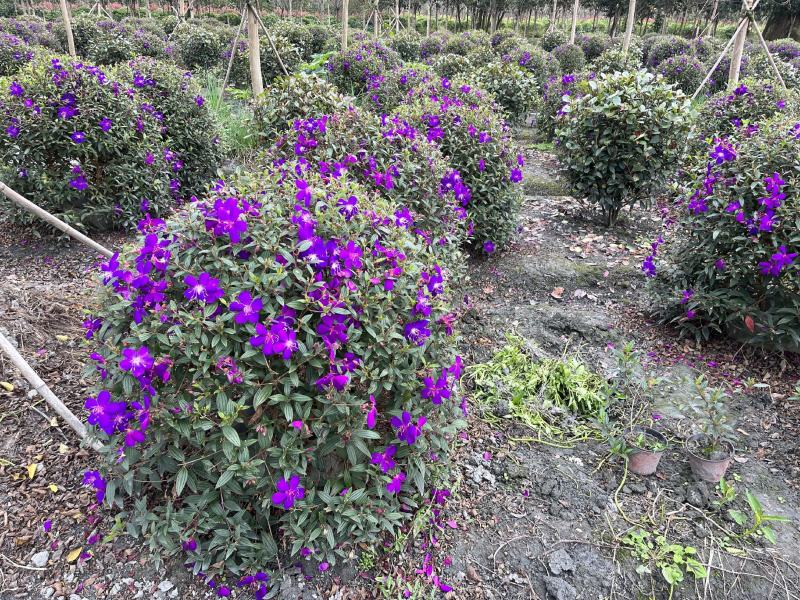 巴西野牡丹球批发成都野牡丹种植基地紫牡丹价格