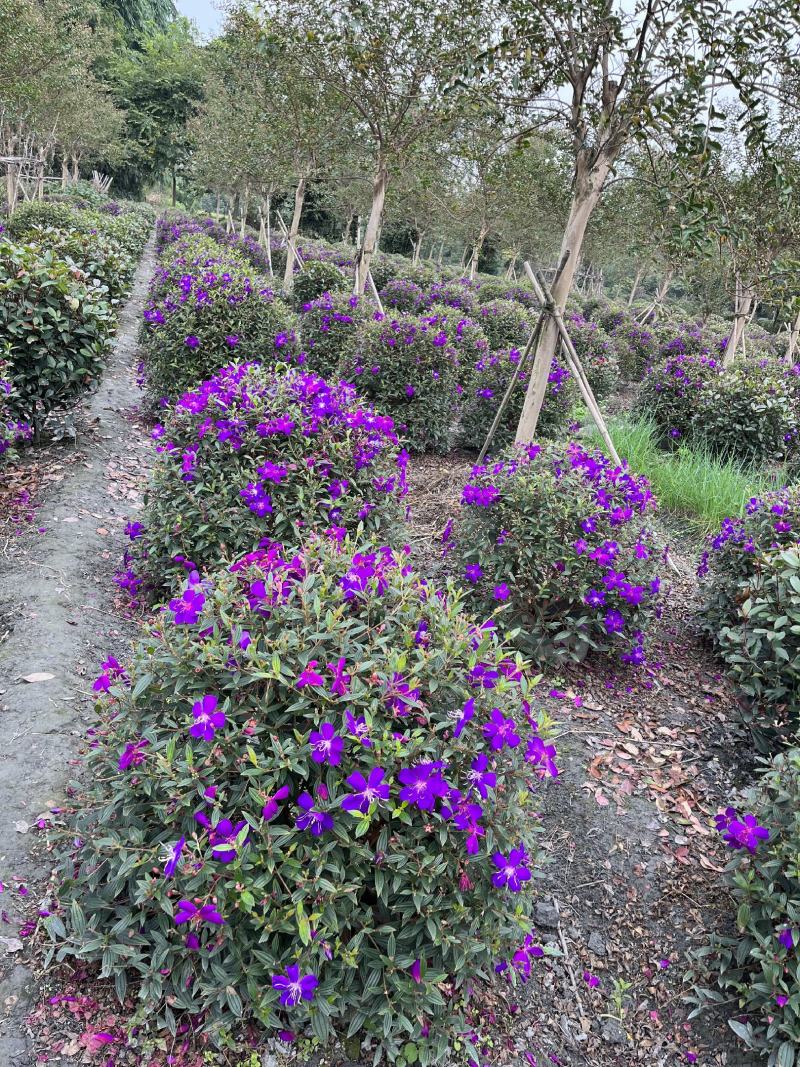 巴西野牡丹球批发成都野牡丹种植基地紫牡丹价格