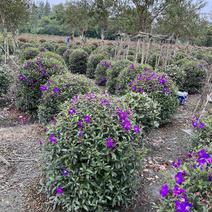 紫牡丹球批发产地直销质量保证成都野牡丹种植基地