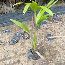 蒲葵棕榈科蒲葵属的多年生常绿乔木大叶片漂亮，百搭效果好