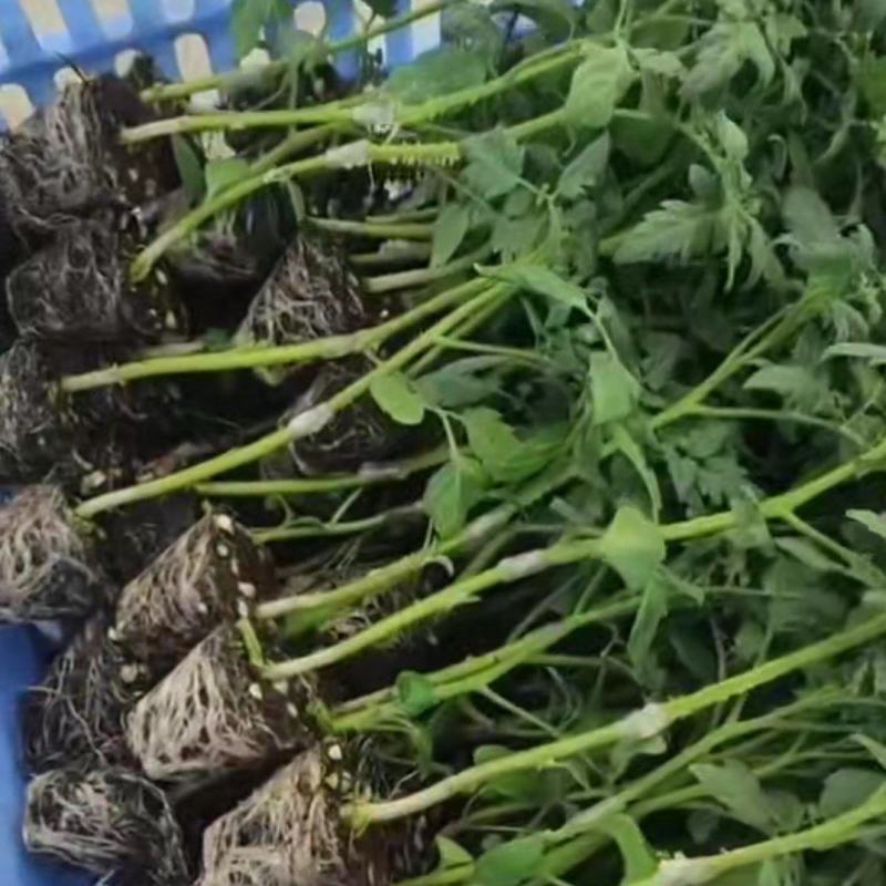 千禧圣女果嫁接苗种苗，千禧果长期批发零销基地代办打包打冷