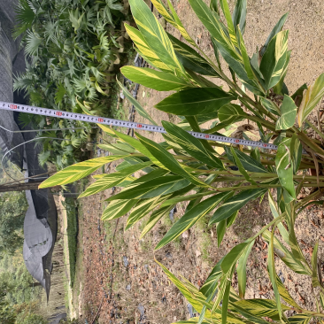 花叶姜叶面深绿色，有金黄色富有光泽的纵斑纹