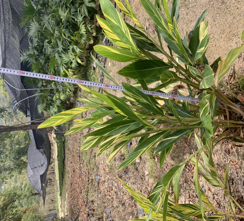 花叶姜叶面深绿色，有金黄色富有光泽的纵斑纹