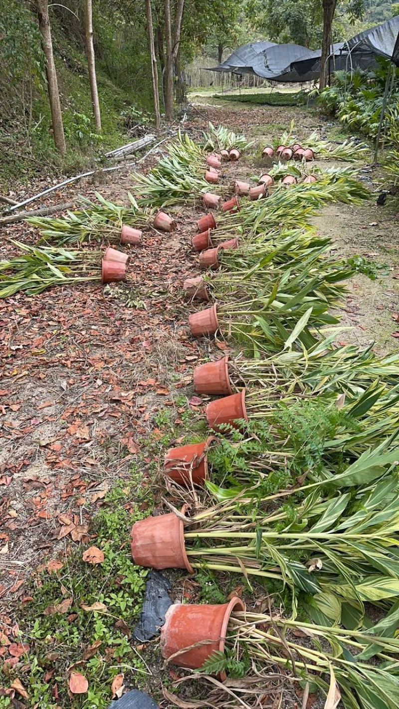 花叶姜叶面深绿色，有金黄色富有光泽的纵斑纹