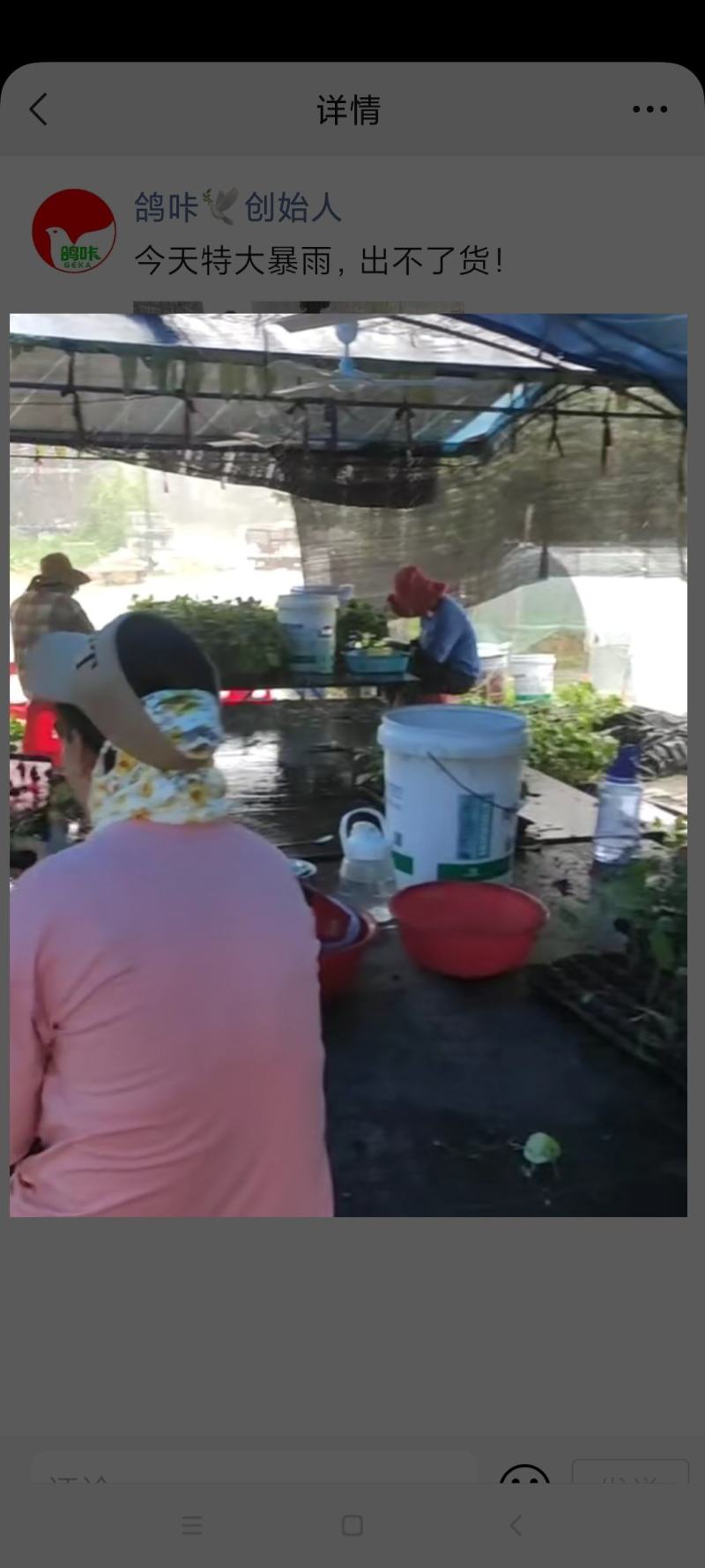 千禧圣女果嫁接苗种苗，千禧果长期批发零销基地代办打包打冷