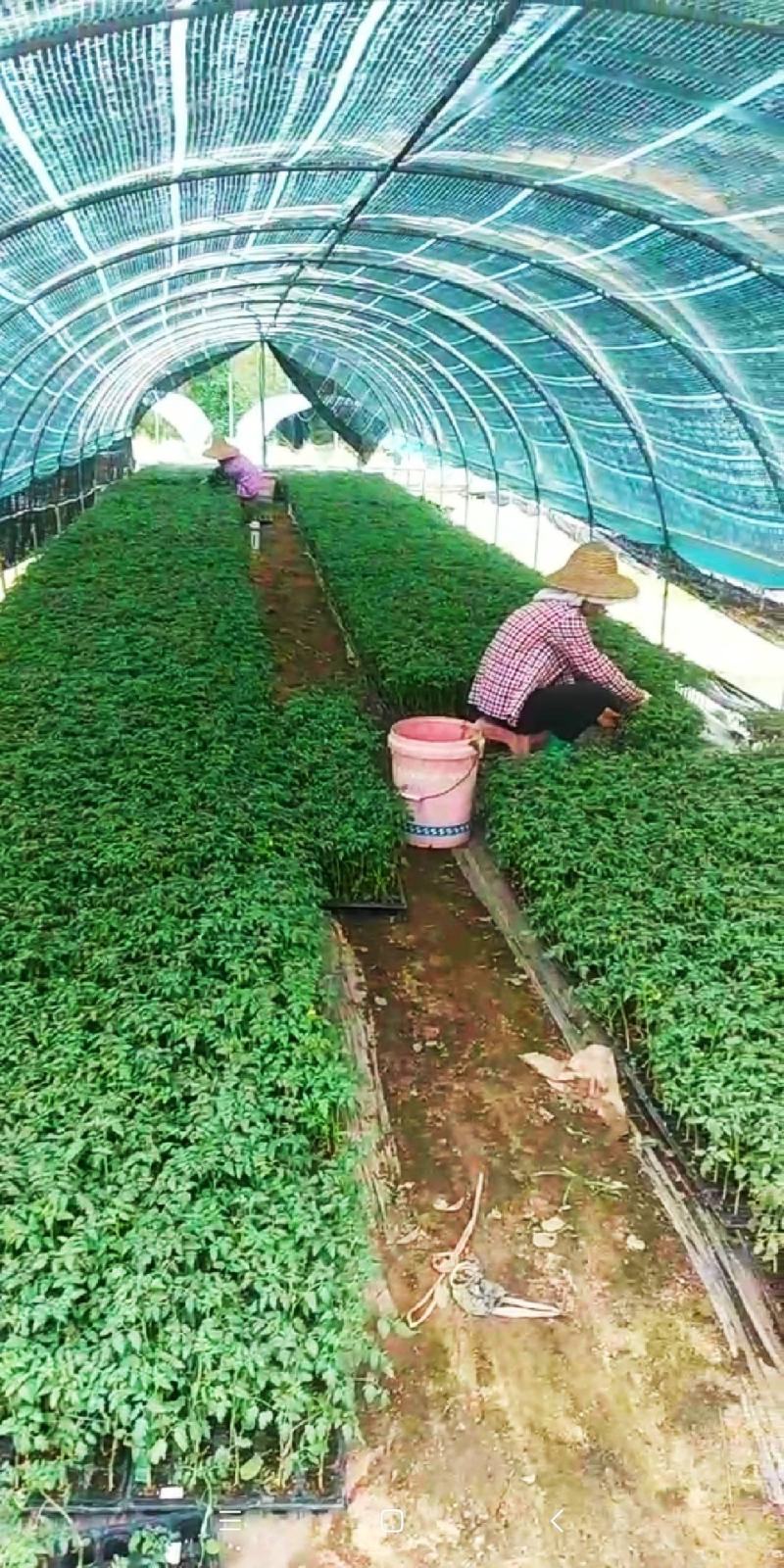 千禧圣女果嫁接苗种苗，千禧果长期批发零销基地代办打包打冷
