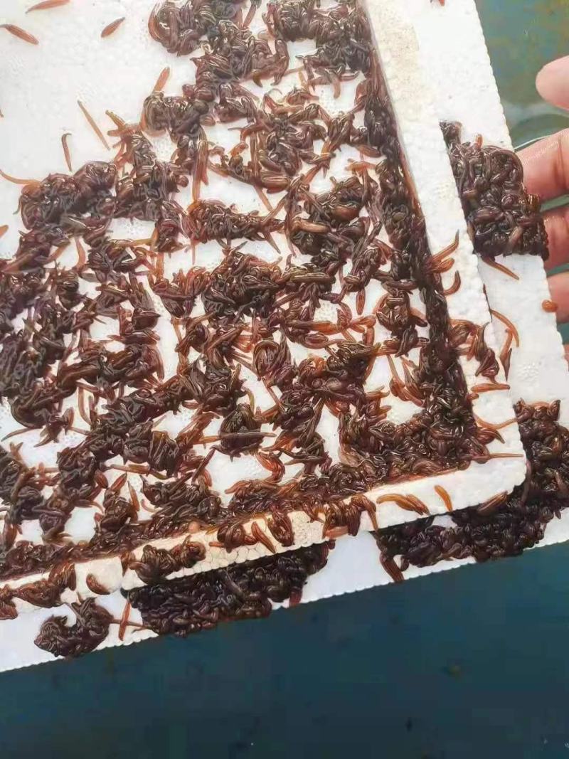 水蛭苗种，茧，下水苗，满月苗，水蛭药品，产地一手货源