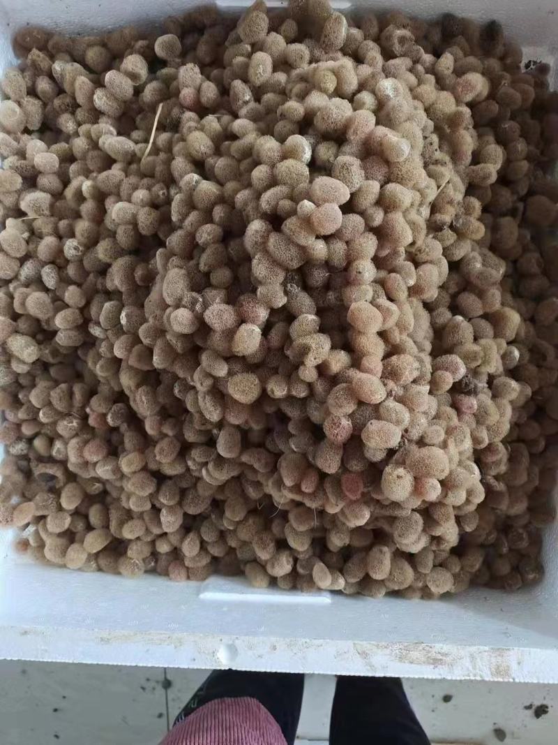 水蛭苗种，茧，下水苗，满月苗，水蛭药品，产地一手货源