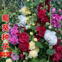蜀葵花种子混色一丈红重瓣蜀葵种子室外庭院多年生四季易活花
