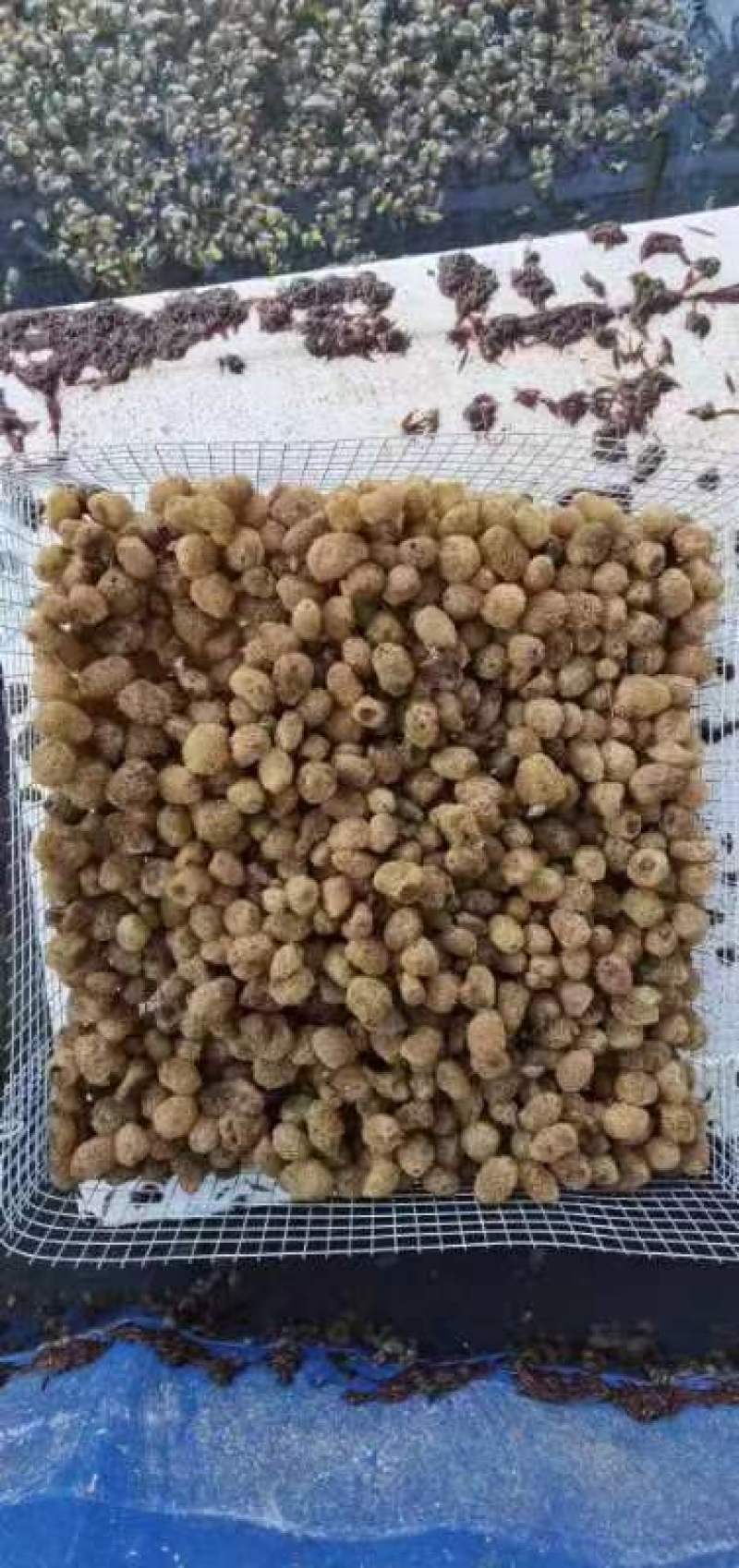 【牛商推荐】江苏宽体水蛭卵蚕个头大出苗率高，全国发货
