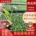 山东莘县甘蓝苗大量现货根系粗壮成活高全国发货