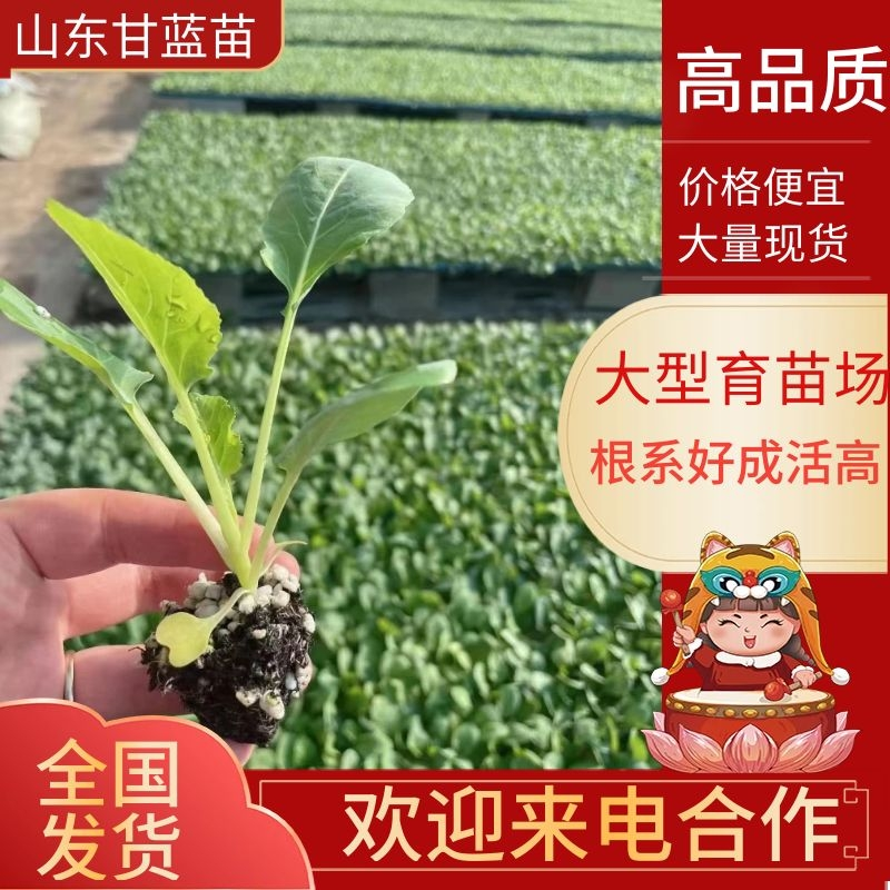 山东莘县甘蓝苗大量现货根系粗壮成活高全国发货