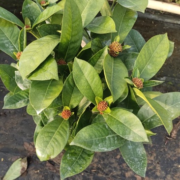 花苗盆栽