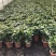 花苗盆栽