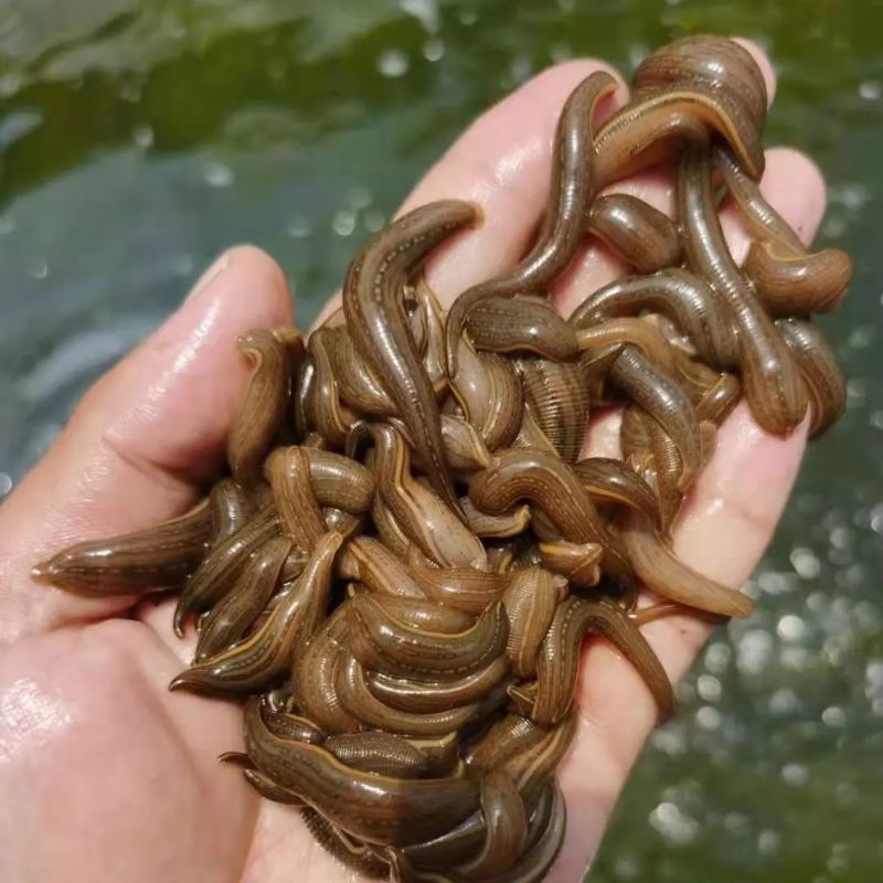 【推荐】水蛭苗蚂蟥苗宽体金线蛭，幼苗满月苗青年苗卵茧