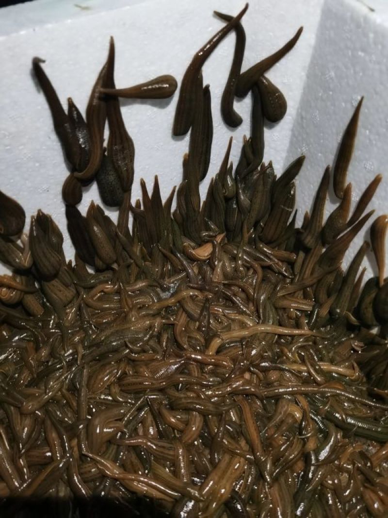 【推荐】水蛭苗蚂蟥苗宽体金线蛭，幼苗满月苗青年苗卵茧