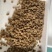 【牛商推荐】江苏宽体水蛭卵蚕个头大出苗率高，全国发货