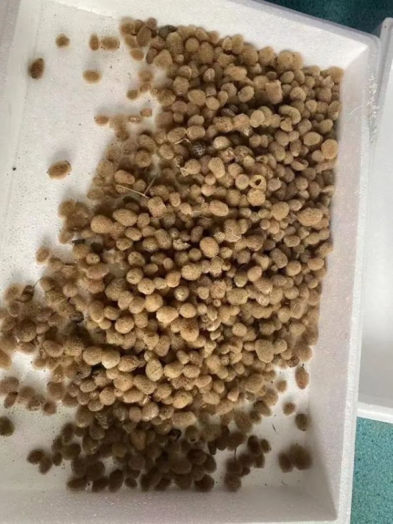 【牛商推荐】江苏宽体水蛭卵蚕个头大出苗率高，全国发货