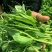 东台豌豆苗豌豆头标准一叶心大面积种植