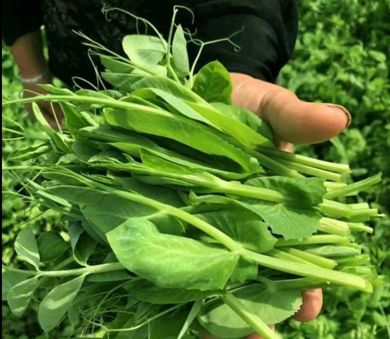 东台豌豆苗豌豆头标准一叶心大面积种植