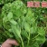 东台豌豆苗豌豆头标准一叶心大面积种植