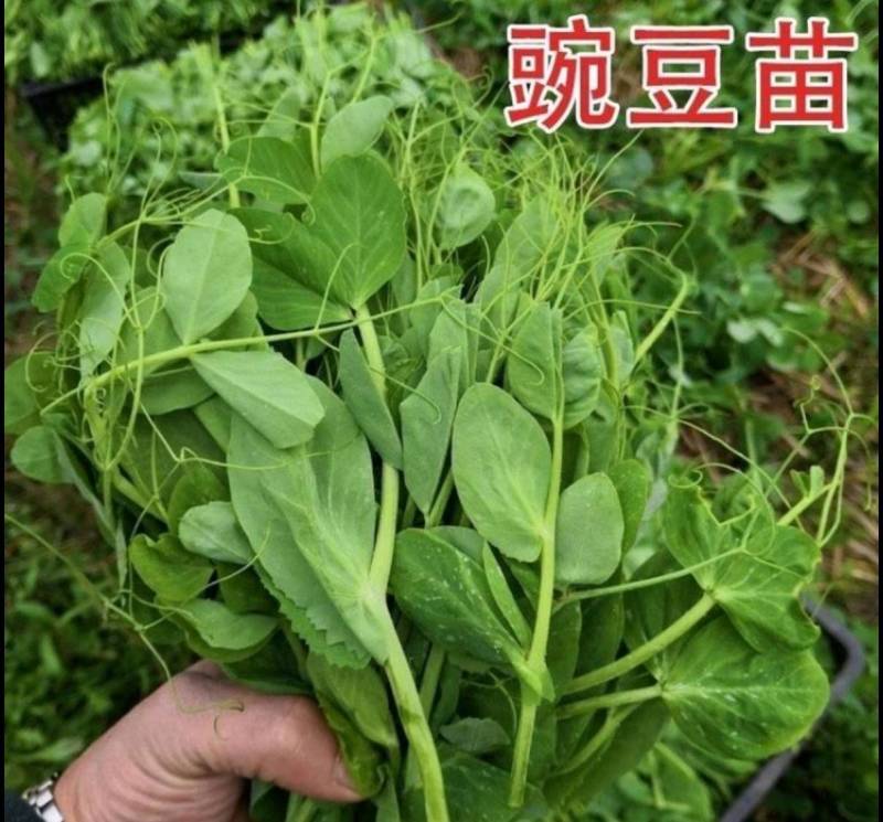 东台豌豆苗豌豆头标准一叶心大面积种植