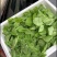 东台豌豆苗豌豆头标准一叶心大面积种植
