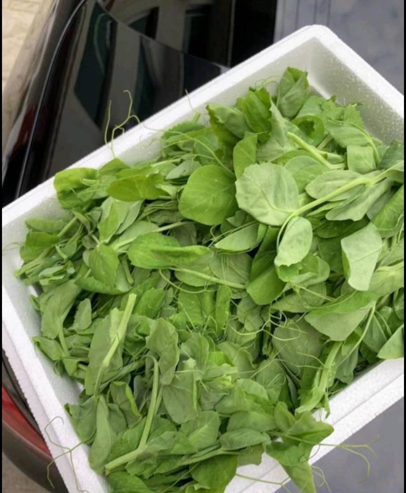 东台豌豆苗豌豆头标准一叶心大面积种植
