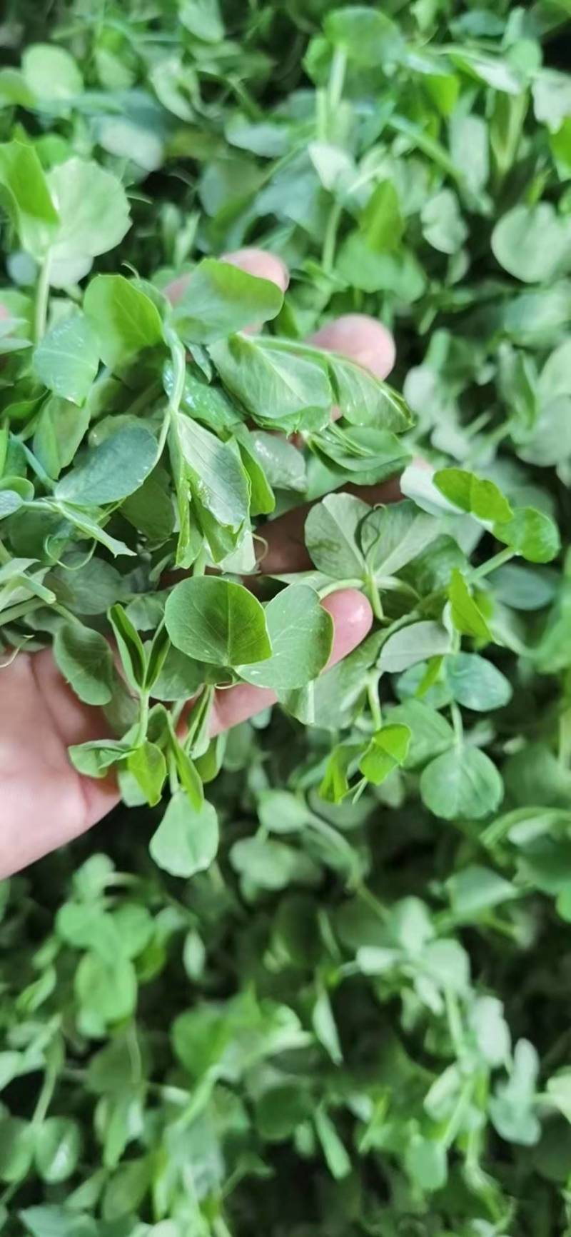 东台豌豆苗豌豆头标准一叶心大面积种植