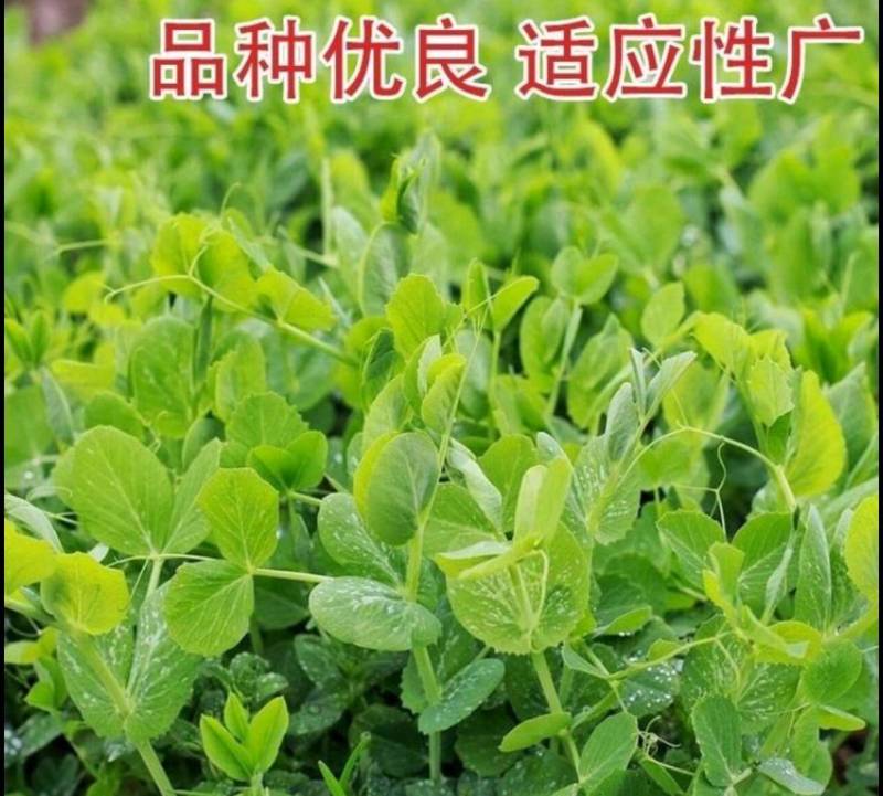 东台豌豆苗豌豆头标准一叶心大面积种植