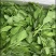 东台豌豆苗豌豆头标准一叶心大面积种植