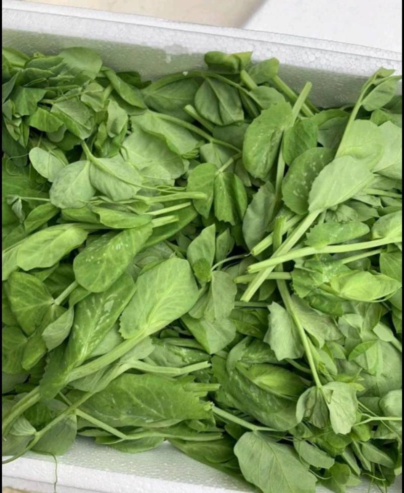 东台豌豆苗豌豆头标准一叶心大面积种植