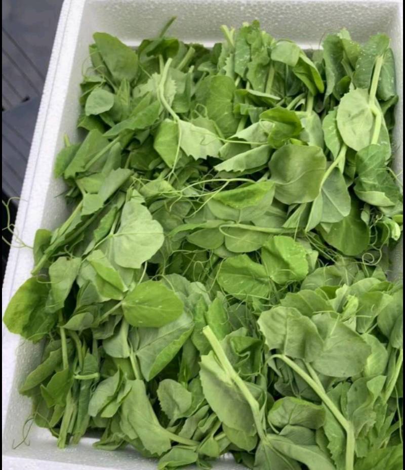 东台豌豆苗豌豆头标准一叶心大面积种植